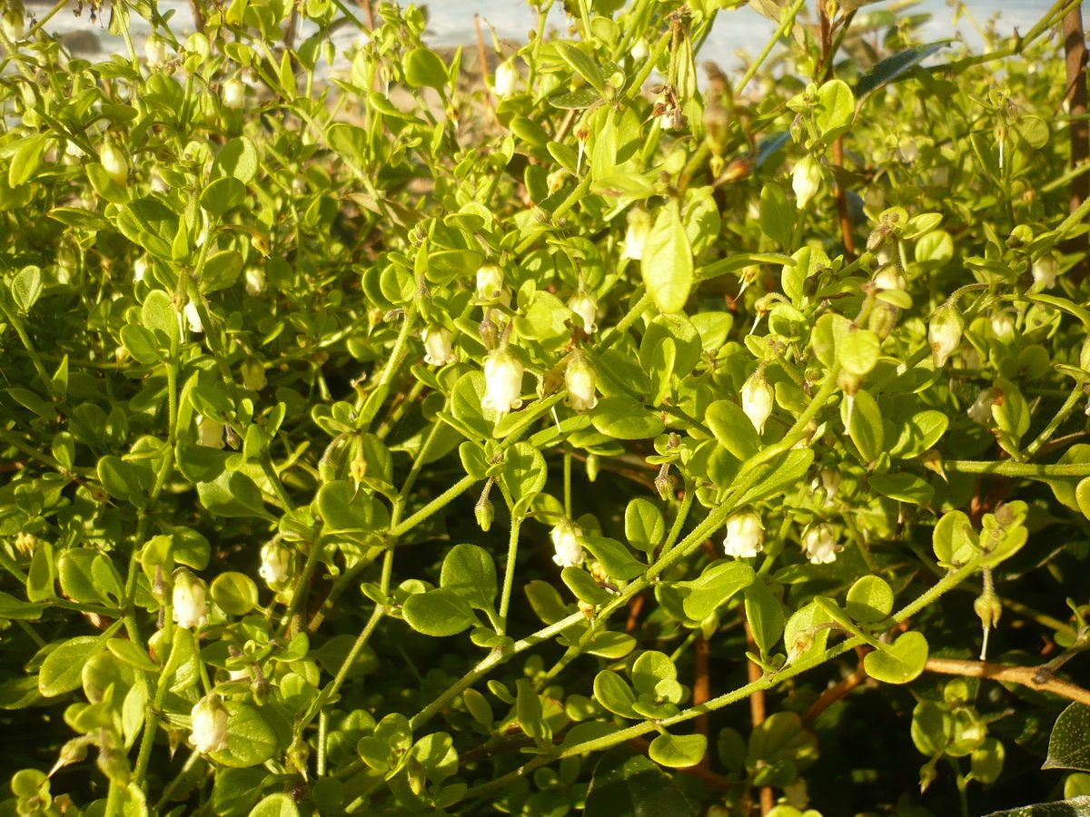 Salpichroa origanifolia (Solanaceae)